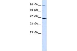 Western Blotting (WB) image for anti-Zinc Finger Protein 830 (ZNF830) antibody (ABIN2461290)