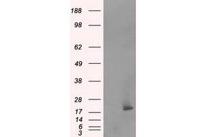 Image no. 6 for anti-NME/NM23 Nucleoside Diphosphate Kinase 4 (NME4) antibody (ABIN1499775) (NME4 antibody)