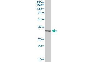 PIR MaxPab polyclonal antibody. (Pirin antibody  (AA 1-290))