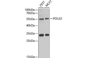 Western blot analysis of extracts of various cell lines, using POLG2 antibody (ABIN6132502, ABIN6145894, ABIN6145895 and ABIN6222405) at 1:1000 dilution.