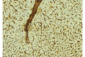 ABIN6273540 at 1/100 staining Mouse liver tissue by IHC-P. (GFI1B antibody  (Internal Region))