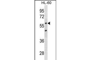 CDKN1C Antibody (ABIN1539930 and ABIN2843870) western blot analysis in HL-60 cell line lysates (35 μg/lane). (CDKN1C antibody  (AA 34-64))