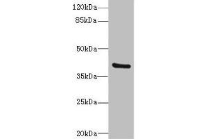 Western blot All lanes: TMOD4antibody at 4. (Tropomodulin 4 antibody  (AA 1-345))