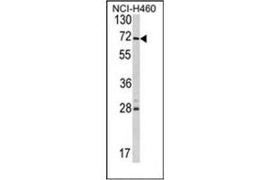 Image no. 1 for anti-Ubiquitin Specific Peptidase 21 (USP21) (AA 232-262), (Middle Region) antibody (ABIN357424) (USP21 antibody  (Middle Region))