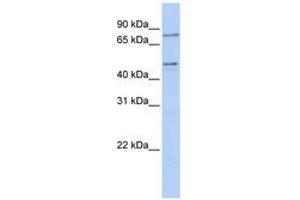 ZNF491 Antikörper  (N-Term)