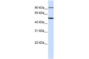 STAMBP antibody used at 1 ug/ml to detect target protein. (STAMBP antibody  (N-Term))