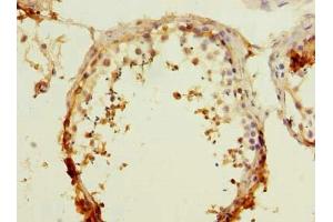 Immunohistochemistry of paraffin-embedded human testis tissue using ABIN7167109 at dilution of 1:100 (GFR antibody  (AA 201-444))