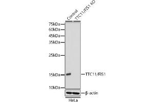 Western blot analysis of extracts from wild type (WT) and TTC11/FIS1 knockout (KO) HeLa cells, using TTC11/FIS1 antibody (ABIN7267209) at 1:1000 dilution. (Fission 1 antibody)