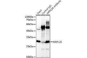 Immunoprecipitation analysis of 300 μg extracts of K-562 cells using 3 μg MRPL28 antibody (ABIN7268566). (MRPL28 antibody)