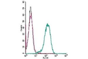 Cell surface detection of Human C3aR by indirect flow cytometry in live intact human THP-1 monocytic leukemia cells: (black line) Cells. (C3AR1 antibody  (2nd Extracellular Loop))