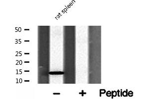 Western blot analysis of RPL31 Antibody expression in rat spleen tissue lysates.