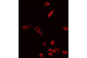 ABIN6274877 staining 293 by IF/ICC. (ATP5A1 antibody  (Internal Region))