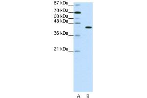 WB Suggested Anti-PGBD1 Antibody Titration:  1. (PGBD1 antibody  (N-Term))