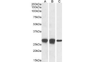 ABIN238645 (1µg/ml) staining of Human Spleen (A), Tonsil (B) and (0.