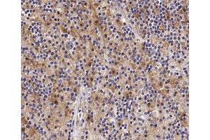 ABIN6277877 at 1/100 staining human Lymph node tissue sections by IHC-P. (STK4 antibody  (C-Term))