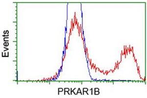 HEK293T cells transfected with either RC207809 overexpress plasmid (Red) or empty vector control plasmid (Blue) were immunostained by anti-PRKAR1B antibody (ABIN2454464), and then analyzed by flow cytometry.