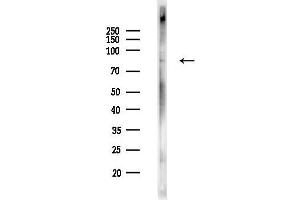 anti-Tumor Necrosis Factor Receptor Superfamily, Member 21 (TNFRSF21) (pSer562) antibody