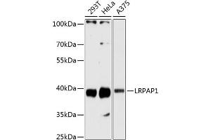 Western blot analysis of extracts of various cell lines, using LRP antibody  at 1:3000 dilution. (LRPAP1 antibody  (AA 35-357))