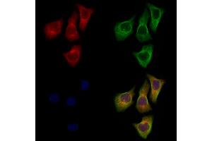 ABIN7094718 and ABIN7098769 staining Hela cells by IF/ICC. (DPP6 antibody  (Catalytic Domain, Internal Region))