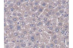 Figure. (DNAJC2 antibody  (AA 368-621))