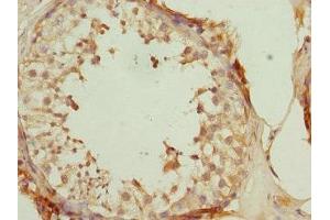 Immunohistochemistry of paraffin-embedded human testis tissue using ABIN7150764 at dilution of 1:100 (DUSP22 antibody  (AA 1-184))
