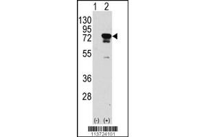 Western blot analysis of EIF4B using rabbit polyclonal EIF4B Antibody (S422) using 293 cell lysates (2 ug/lane) either nontransfected (Lane 1) or transiently transfected with the EIF4B gene (Lane 2). (EIF4B antibody  (AA 400-429))