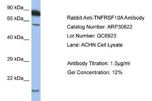 WB Suggested Anti-TNFRSF10A Antibody   Titration: 1. (TNFRSF10A antibody  (C-Term))