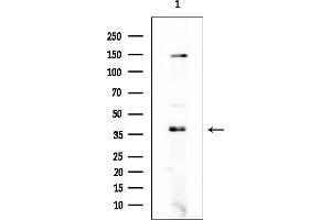 anti-RALY RNA Binding Protein-Like (RALYL) antibody