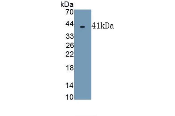 Transferrin antibody  (AA 361-683)