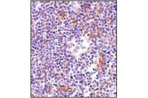 Immunohistochemistry of KappaB ras in human lymph node tissue with this product at 1 μg/ml. (NKIRAS1 antibody  (Center))