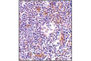 Immunohistochemistry of KappaB ras in human lymph node tissue with this product at 1 μg/ml.
