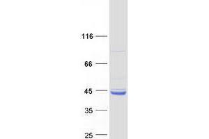 Validation with Western Blot (WDR92 Protein (Myc-DYKDDDDK Tag))