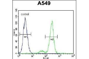 C Antibody (N-term) (ABIN654934 and ABIN2844577) flow cytometric analysis of A549 cells (right histogram) compared to a negative control cell (left histogram). (CEP164 antibody  (N-Term))