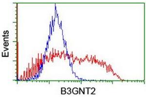 Image no. 3 for anti-UDP-GlcNAc:BetaGal beta-1,3-N-Acetylglucosaminyltransferase 2 (B3GNT2) antibody (ABIN1496799) (B3GNT2 antibody)