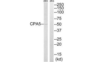 Western Blotting (WB) image for anti-Carboxypeptidase A5 (CPA5) (Internal Region) antibody (ABIN1851021) (CPA5 antibody  (Internal Region))