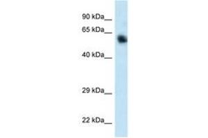 Image no. 1 for anti-Calcium/calmodulin-Dependent Protein Kinase Kinase 1, alpha (CAMKK1) (C-Term) antibody (ABIN6747441)