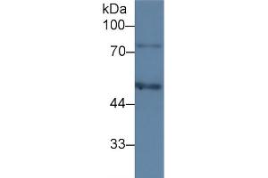 Western Blot; Sample: Human HepG2 cell lysate; Primary Ab: 3µg/ml Mouse Anti-Human C1INH Antibody Second Ab: 0.