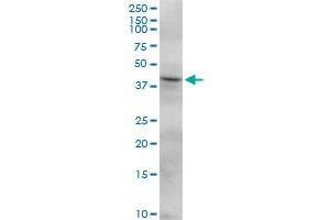 FCRLB MaxPab polyclonal antibody. (FCRLB antibody  (AA 1-312))