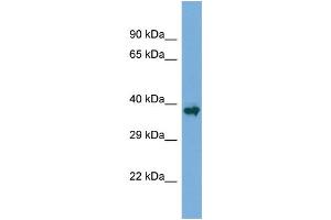 Host:  Rabbit  Target Name:  Runx1  Sample Type:  Mouse Skeletal Muscle lysates  Antibody Dilution:  1. (RUNX1 antibody  (N-Term))
