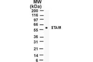 Image no. 1 for anti-Signal Transducing Adaptor Molecule (SH3 Domain and ITAM Motif) 1 (STAM) (AA 149-165) antibody (ABIN207868)