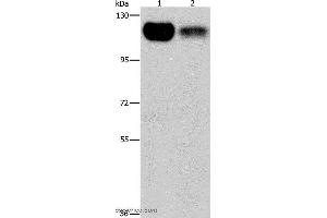 Western blot analysis of 293T and NIH/3T3 cell, using PRKD1 Polyclonal Antibody at dilution of 1:550 (PKC mu antibody)