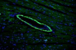 IF analysis of TAGLN/Transgelin using anti-TAGLN/Transgelin antibody (ABIN7600099). (Transgelin antibody  (AA 15-170))