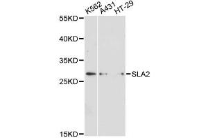 Western blot analysis of extracts of various cell lines, using SLA2 antibody. (SLAP2 antibody)