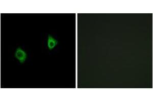 Immunofluorescence (IF) image for anti-Ribosomal Protein S9 (RPS9) (AA 31-80) antibody (ABIN2890068) (RPS9 antibody  (AA 31-80))