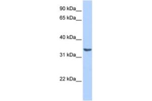 Western Blotting (WB) image for anti-RAB40A, Member RAS Oncogene Family (RAB40A) antibody (ABIN2463532) (RAB40A antibody)