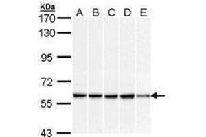 Image no. 2 for anti-DnaJ (Hsp40) Homolog, Subfamily C, Member 3 (DNAJC3) (AA 270-462) antibody (ABIN467547) (DNAJC3 antibody  (AA 270-462))