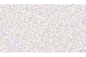 Detection of CYPB in Human Liver Tissue using Monoclonal Antibody to Cyclophilin B (CYPB) (PPIB antibody  (AA 47-216))
