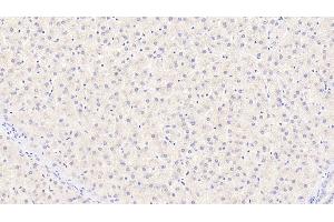 Detection of CYPB in Human Liver Tissue using Monoclonal Antibody to Cyclophilin B (CYPB) (PPIB antibody  (AA 47-216))