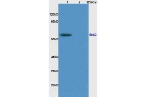RCC2 antibody  (AA 441-522)