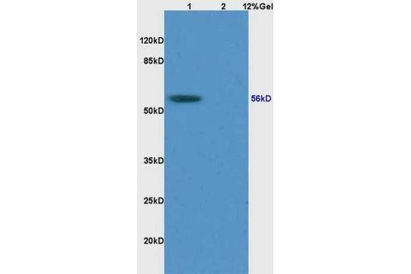 RCC2 antibody  (AA 441-522)